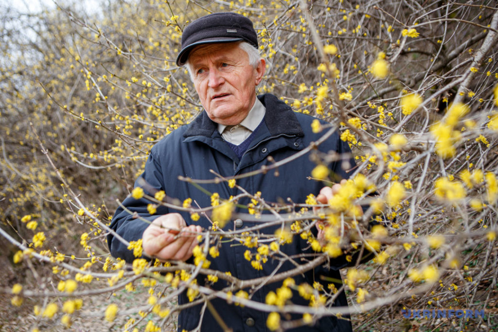 Плантація понад 12 гектарів: на Виноградівщині цвіте найстаріший в Україні кизил