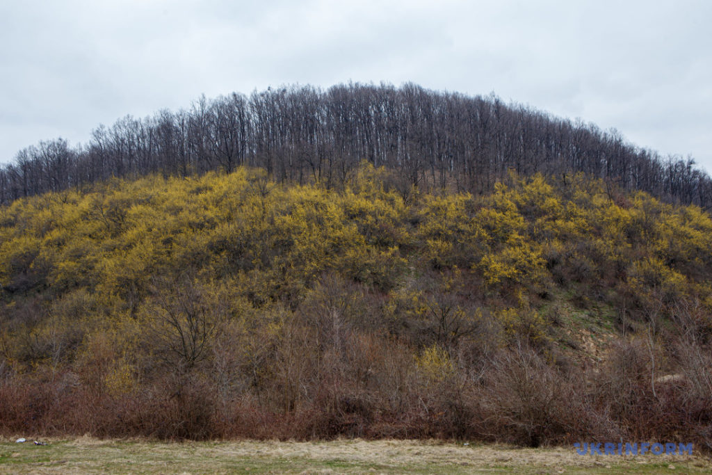 Закарпаття, Чорна, плантація, кизил