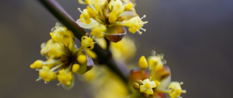 На Закарпатті зацвіла плантація кизилу, який використовують для виготовлення ліків