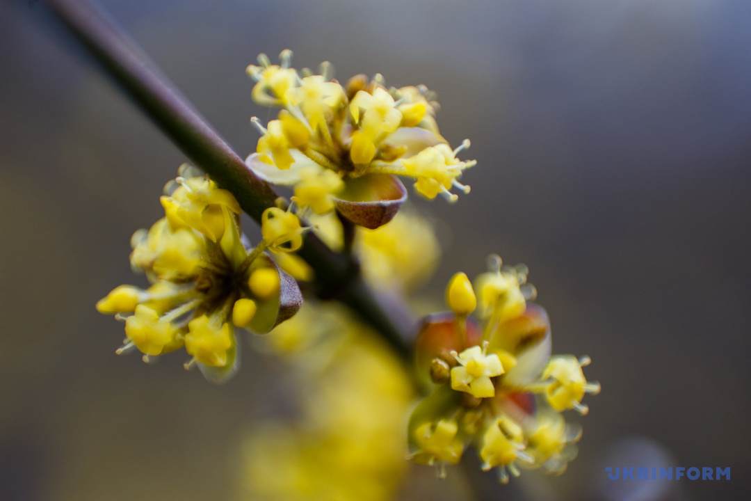 На Закарпатті зацвіла плантація кизилу, який використовують для виготовлення ліків