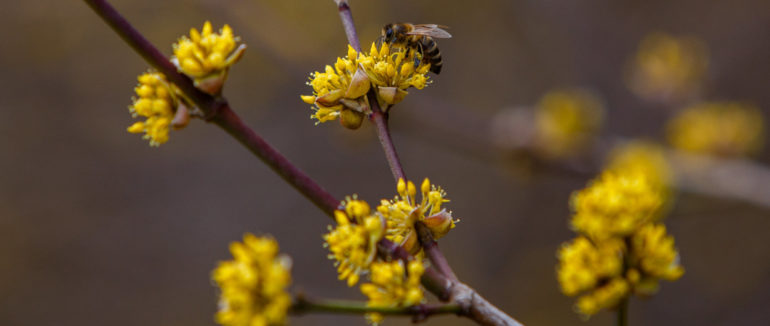Плантація понад 12 гектарів: на Виноградівщині цвіте найстаріший в Україні кизил