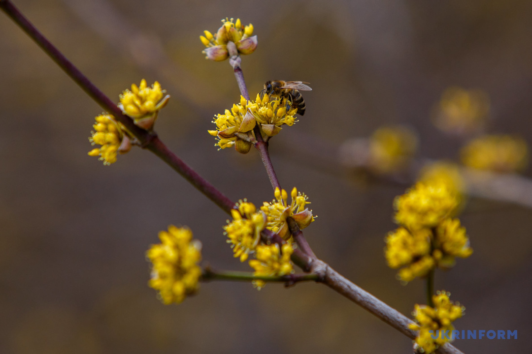 Плантація понад 12 гектарів: на Виноградівщині цвіте найстаріший в Україні кизил