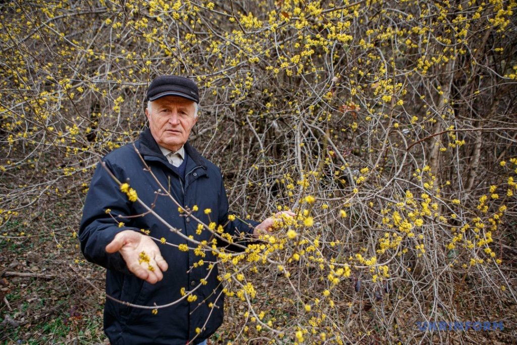 Плантація понад 12 гектарів: на Виноградівщині цвіте найстаріший в Україні кизил