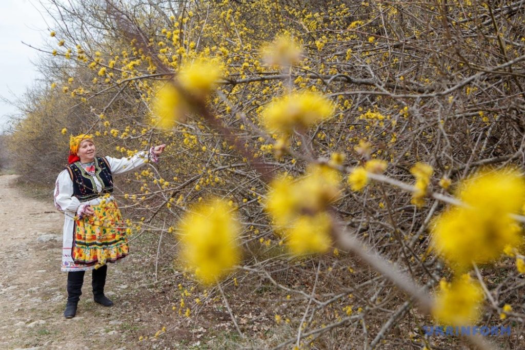 Закарпаття, Чорна, плантація, кизил