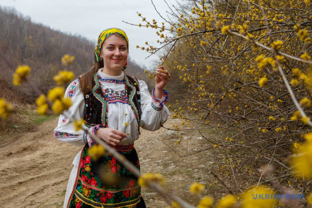 Плантація понад 12 гектарів: на Виноградівщині цвіте найстаріший в Україні кизил