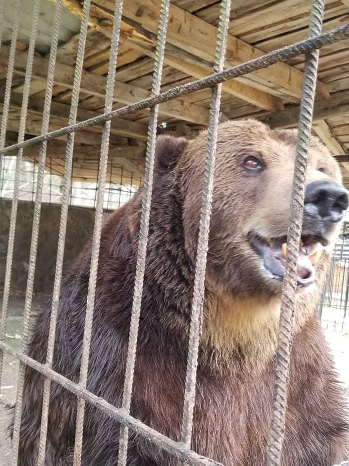 До центру реабілітації на Закарпатті привезли 18-річного ведмедя