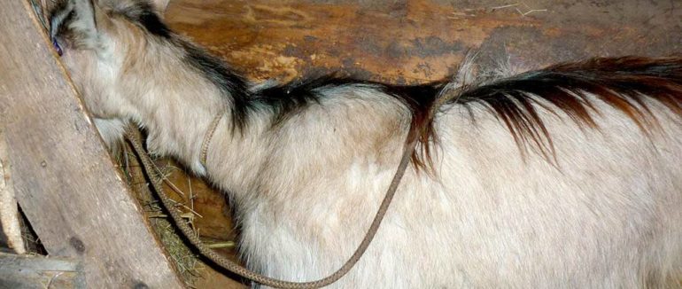 На Закарпатті чоловіка прикували ланцюгом замість вкраденої ним кози