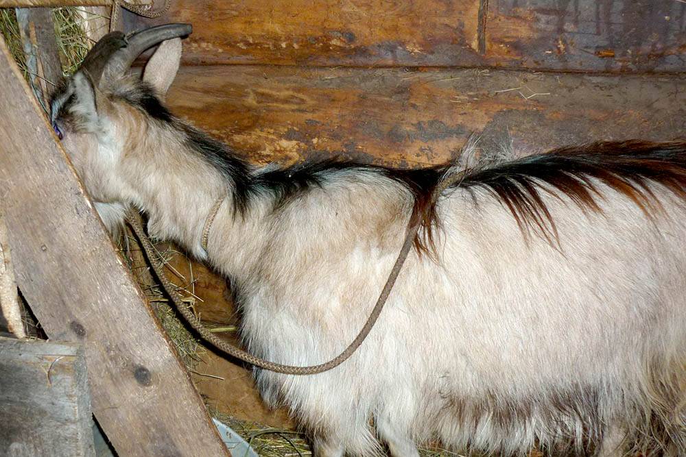 На Закарпатті чоловіка прикували ланцюгом замість вкраденої ним кози