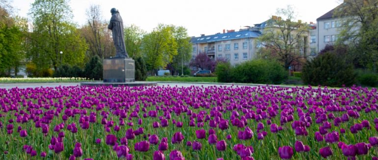 Дивовижна краса по всьому Ужгороду: в місті квітнуть близько 30 тисяч тюльпанів