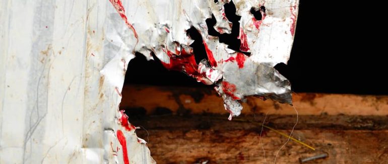 Випита кров та загризена худоба: на Закарпатті вчергове напали на свійських тварин