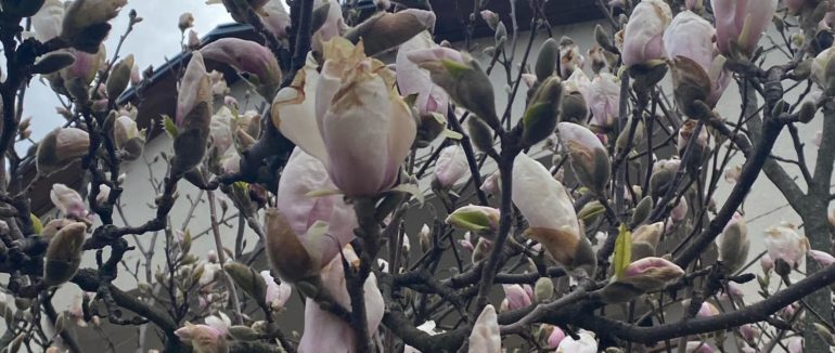 Пишне цвітіння: у Мукачеві почали розцвітати магнолії та інші квіти
