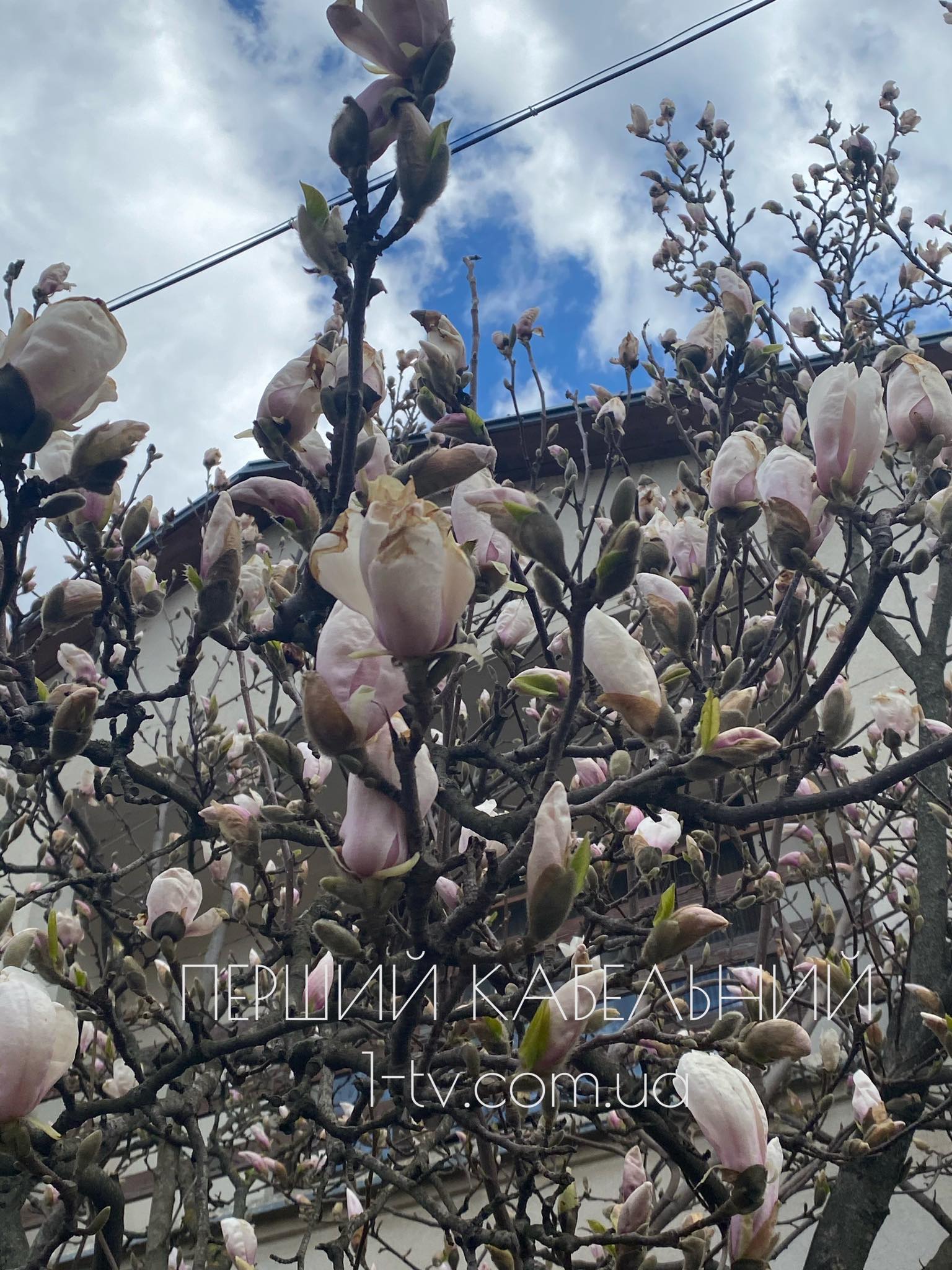 Пишне цвітіння: у Мукачеві почали розцвітати магнолії та інші квіти