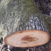 На Мукачівщині розшукали зловмисника: чоловік незаконно вирубував дерева на території лісогосподарства