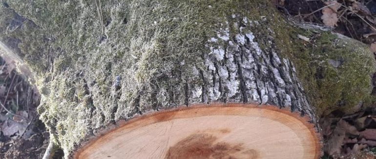 На Мукачівщині розшукали зловмисника: чоловік незаконно вирубував дерева на території лісогосподарства