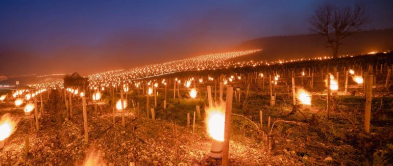 Вражаючі кадри: у Франції фермери запалили тисячі багать, аби врятувати виноградники