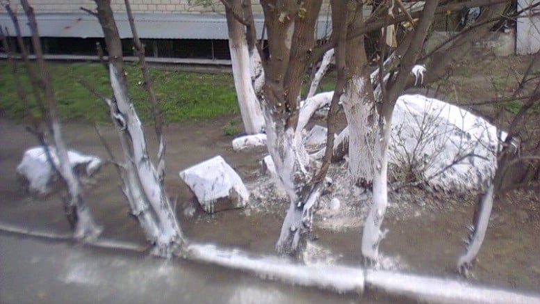 Чи варто білити дерева та бордюри вапном?