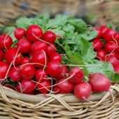 Овочевий ринок в Ужгороді: якість редиски та цікаві факти про неї