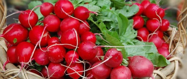Овочевий ринок в Ужгороді: якість редиски та цікаві факти про неї
