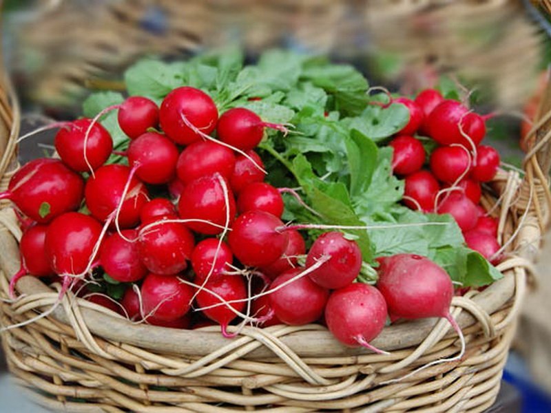 Овочевий ринок в Ужгороді: якість редиски та цікаві факти про неї