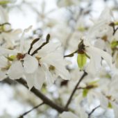 А ви вже зробили фото? У Мукачеві розцвіли сакури, магнолії та сливи