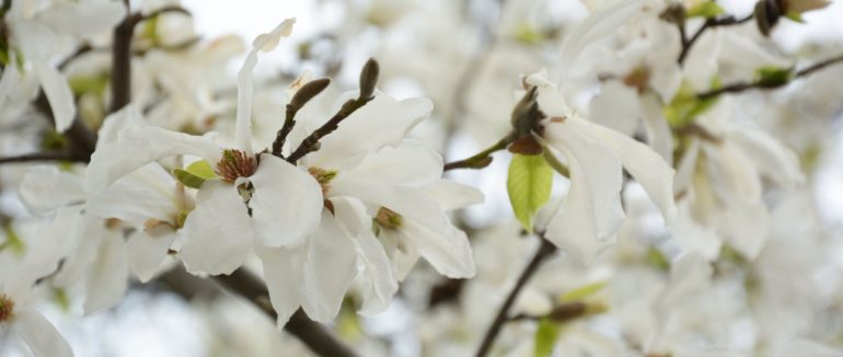 А ви вже зробили фото? У Мукачеві розцвіли сакури, магнолії та сливи