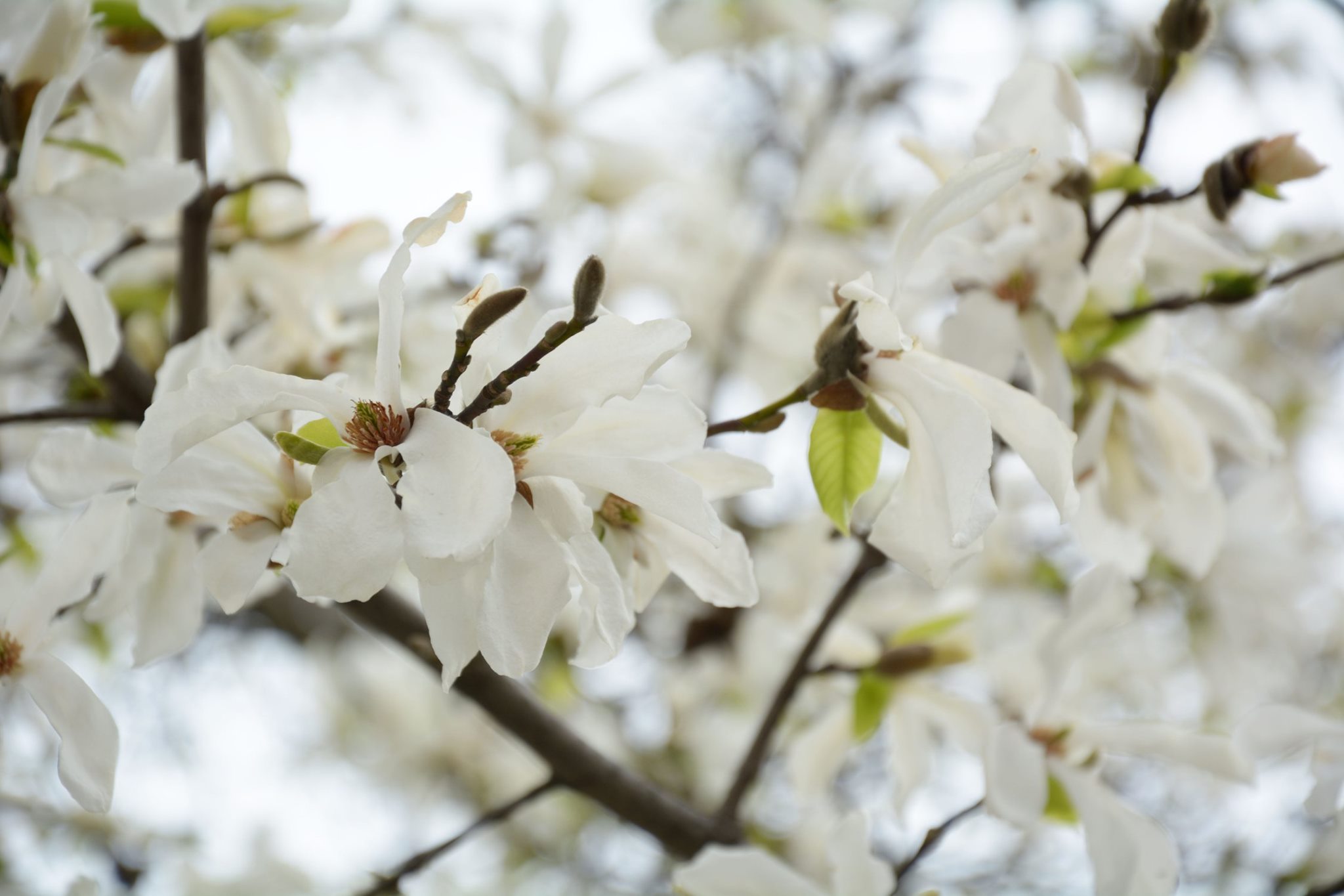 А ви вже зробили фото? У Мукачеві розцвіли сакури, магнолії та сливи