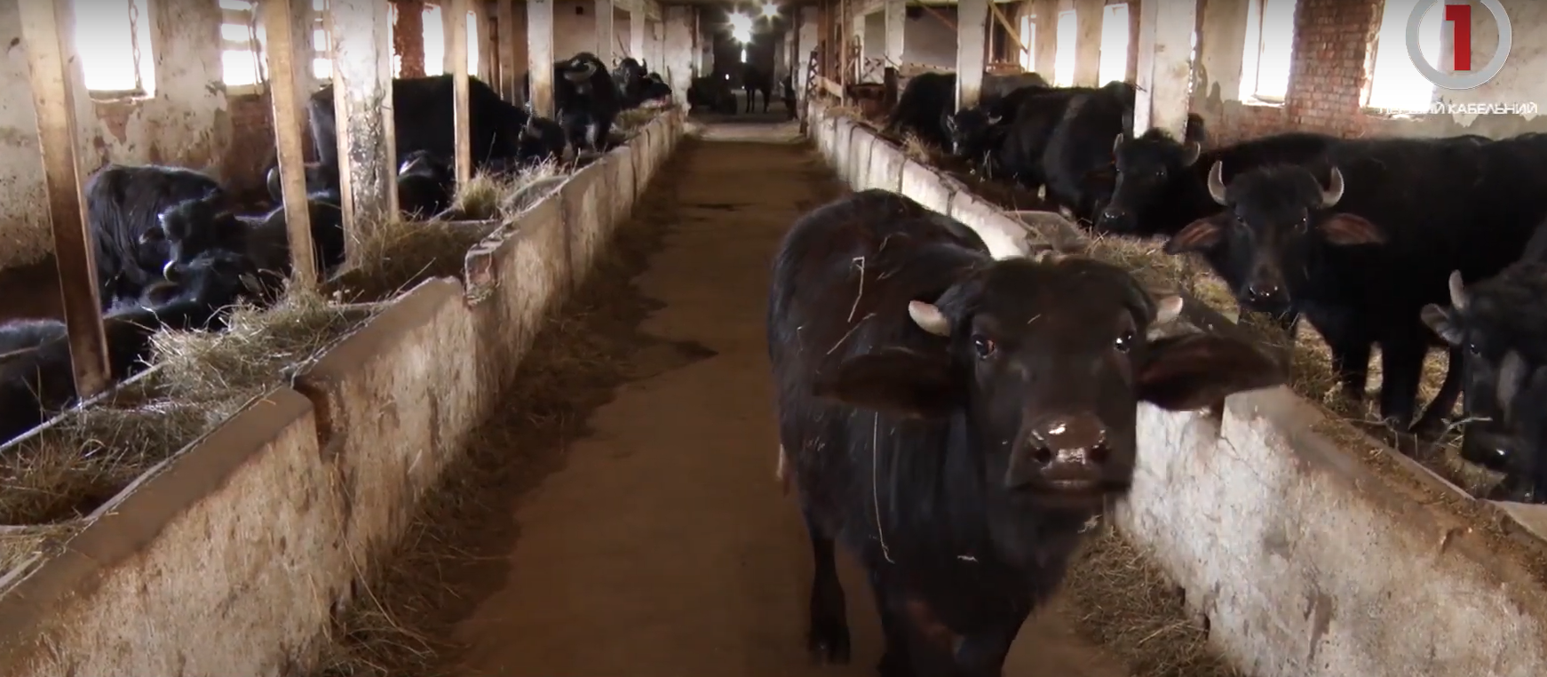 Туристична родзинка: У Горінчеві функціонує еко-ферма з буйволами