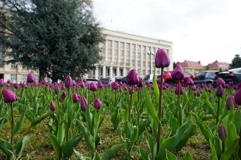 Ужгород, зловмисник, благоустрій, тюльпани, поліція, відповідальність