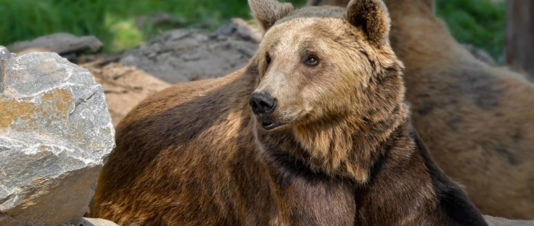 У ННП “Синевир” розширяють територію це дозволяє прийняти ще 12 бурмило
