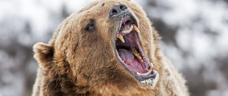 Ранкова пробіжка закінчилась трагедією: у сусідній Румунії ведмідь на смерть роздер чоловіка