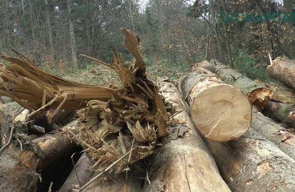 На Закарпатті перед судом постануть двоє працівників лісгоспу: рубка лісу завдала понад 7 мільйонів збитків
