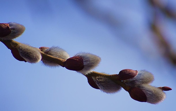 Сьогодні християни східного обряду святкують Вербну неділю