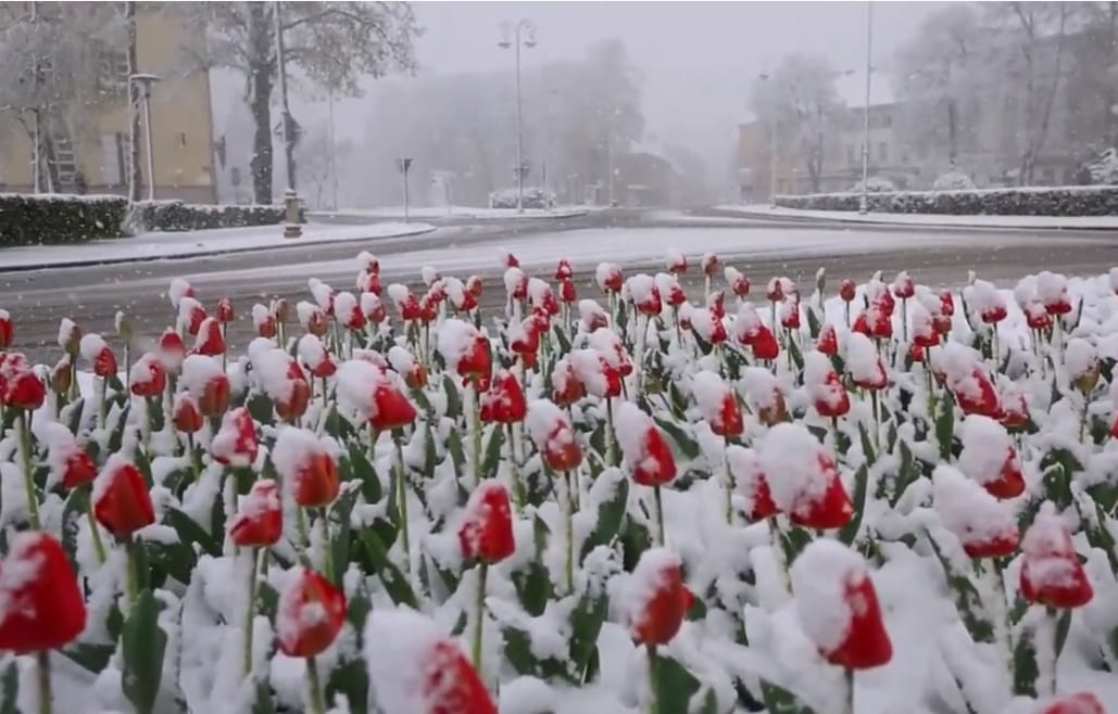 Хорватію засипало снігом: найсильніший снігопад біля узбережжя Адріатичного моря.
