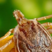 Сезон кліщів розпочато: як закарпатцям вберегтися від хвороби Лайма