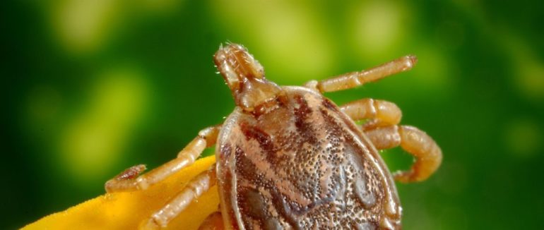 Сезон кліщів розпочато: як закарпатцям вберегтися від хвороби Лайма