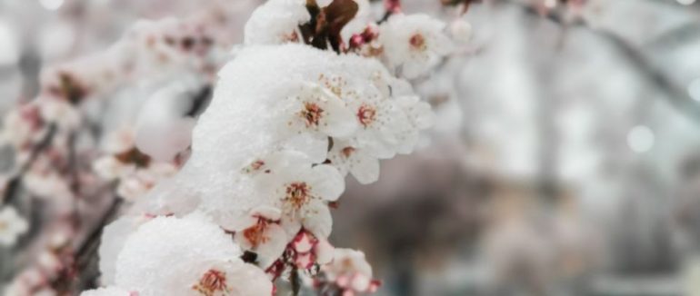 Не квітнева погода: Ужгород та Мукачево засипає снігом