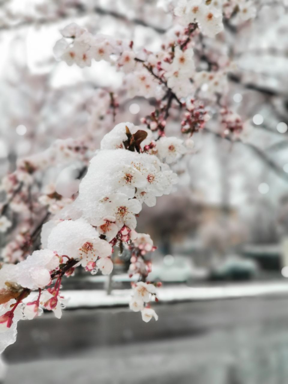 Не квітнева погода: Ужгород та Мукачево засипає снігом