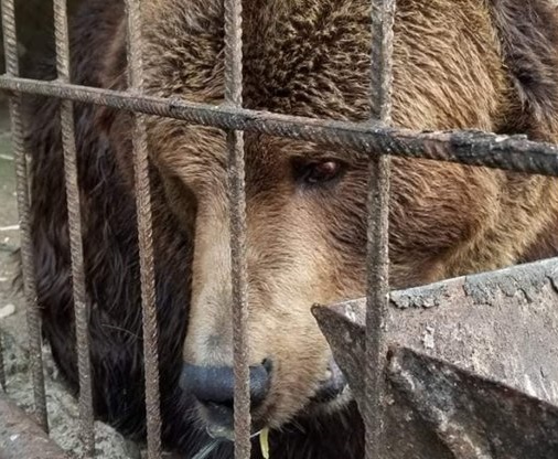 До центру реабілітації на Закарпатті привезли 18-річного ведмедя