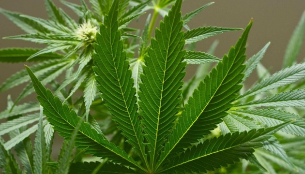 халва з конопель: глухівські фермери розробили незвичні продукти харчування