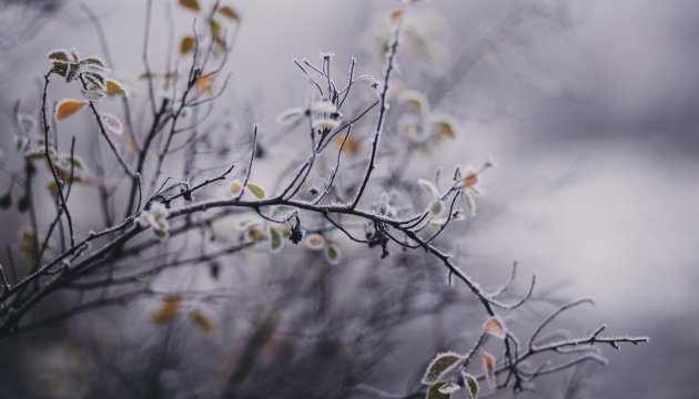 Загроза урожаю: на Закарпатті очікуються сильні заморозки