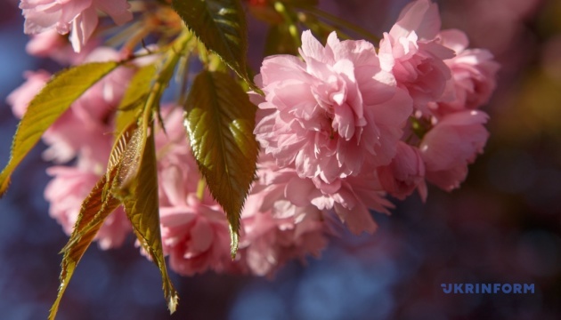 На Закарпатті створили спеціальну мапу цвітіння сакур