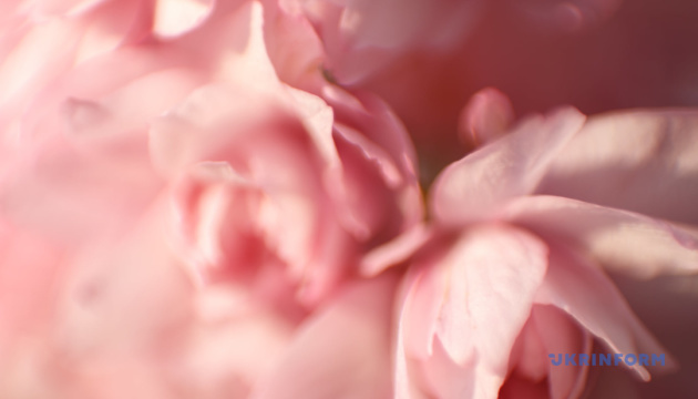 Ужгород в полоні цвіту: в обласному центрі Закарпаття починають масово квітнути сакури