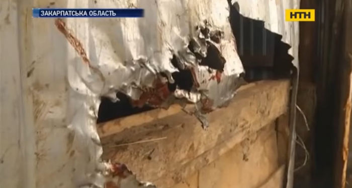 Невідоме створіння на Закарпатті: в гірських селах дедалі частіше фіксують знущання над тваринами