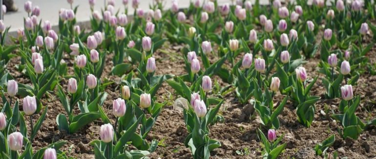 Мальовничий Ужгород у весняному цвітінні