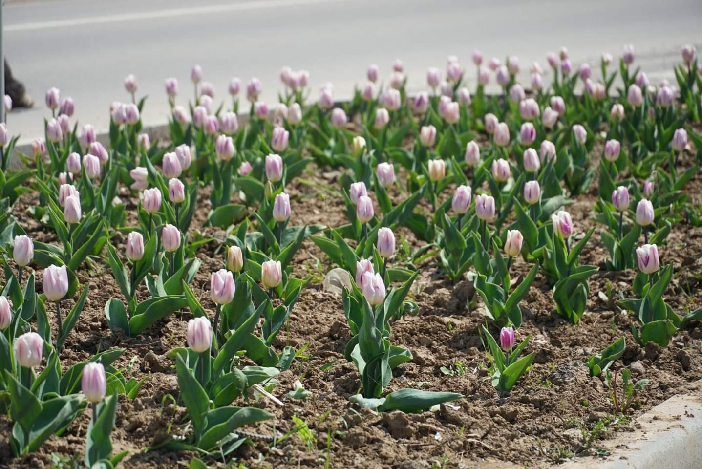 Мальовничий Ужгород у весняному цвітінні
