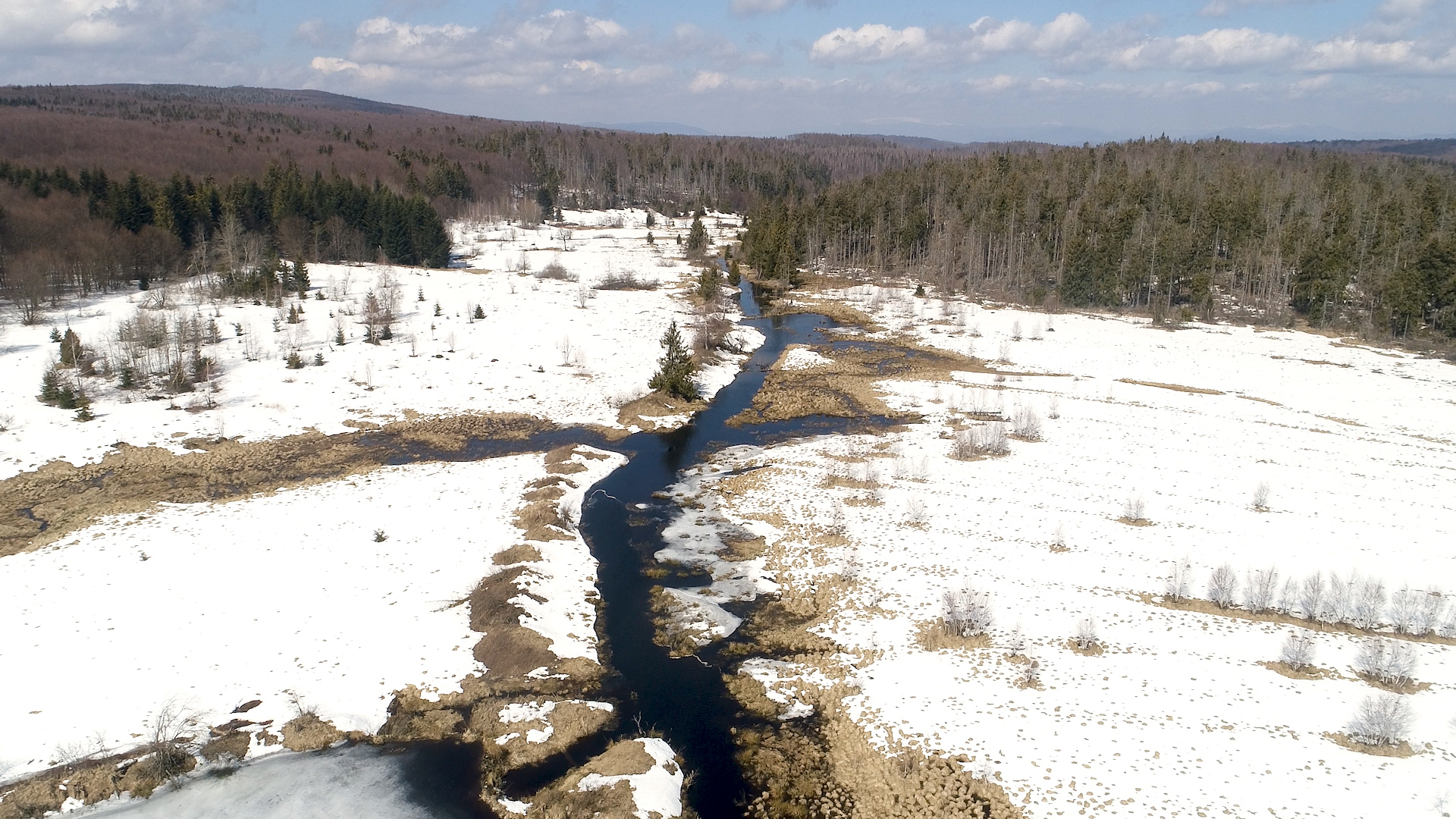 Збереження та відновлення: масштабний проект на болоті "Чорне багно"