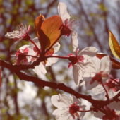 Ужгородці про цвітіння сакур у місті