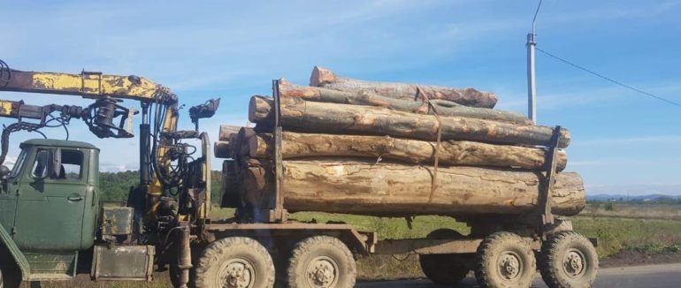 На Закарпатті відкрито понад два десятки кримінальних проваджень у сфері лісового господарства