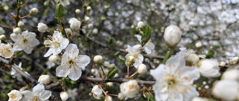 Сніг та морози не шкодять рослинам – ботанік Олег Колесник