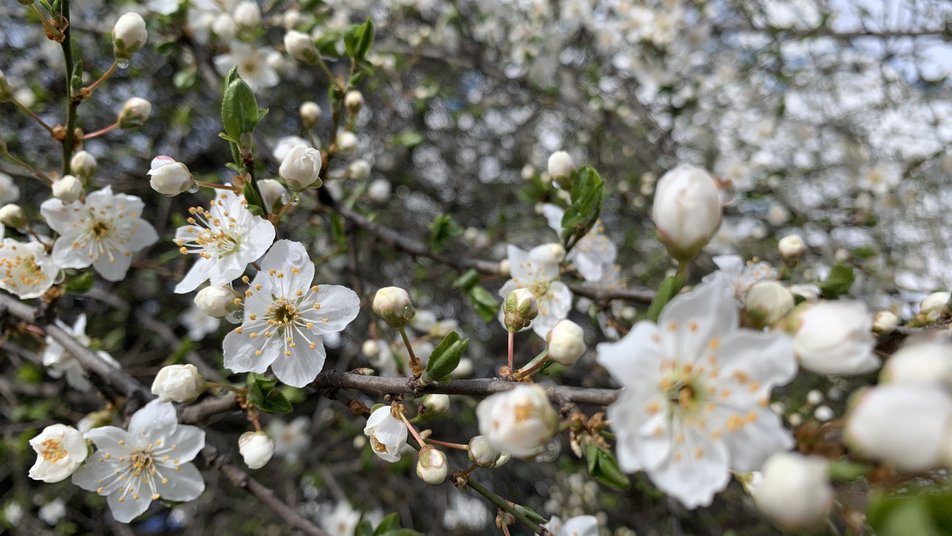 Сніг та морози не шкодять рослинам - ботанік Олег Колесник